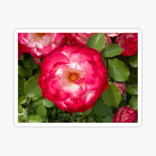 JUBILE DU PRINCE DE MONACO Meisponge rose Close up Pegatina