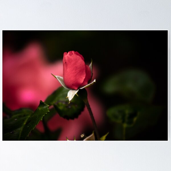 Item preview, Stanley Park Flower Collection 7 designed and sold by Brent Fennell.