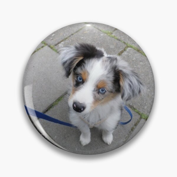 Artikelvorschau, Blauäugiger Mini Australian Shepherd Welpe (Mini Aussie, Blue Merle) entworfen und verkauft von Colourful-Dinos.