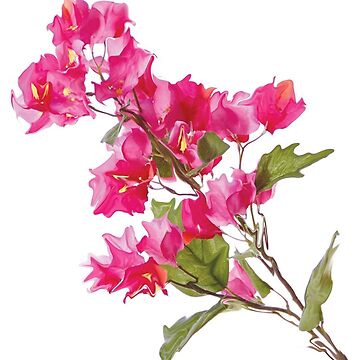 Seamless floral pattern with pink bougainvillea flower on climbing