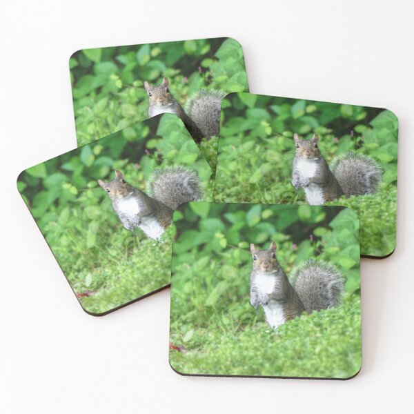 Item preview, Squirrel designed and sold by Frankie Cat Photography.