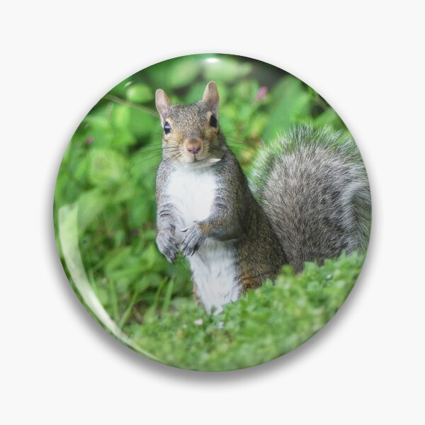 Item preview, Squirrel designed and sold by Frankie Cat Photography.