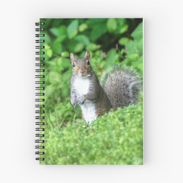 Item preview, Squirrel designed and sold by Frankie Cat Photography.