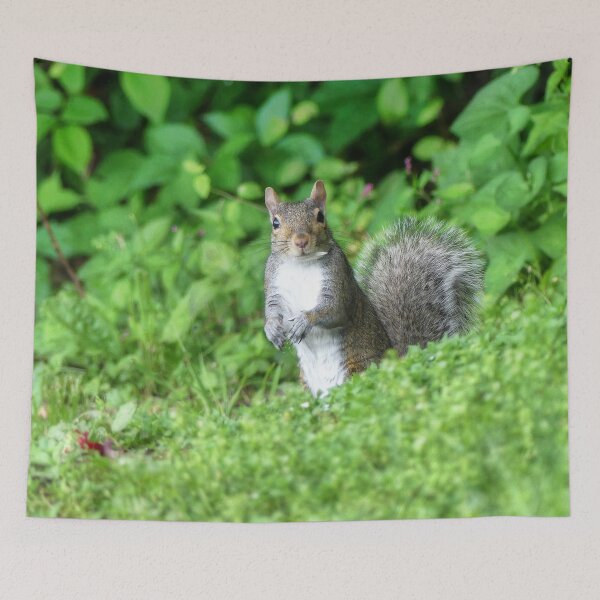 Item preview, Squirrel designed and sold by Frankie Cat Photography.