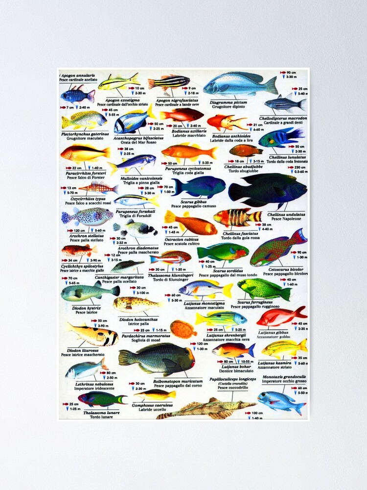 Franko Egyptian Red Sea Fish ID Card | ubicaciondepersonas.cdmx.gob.mx
