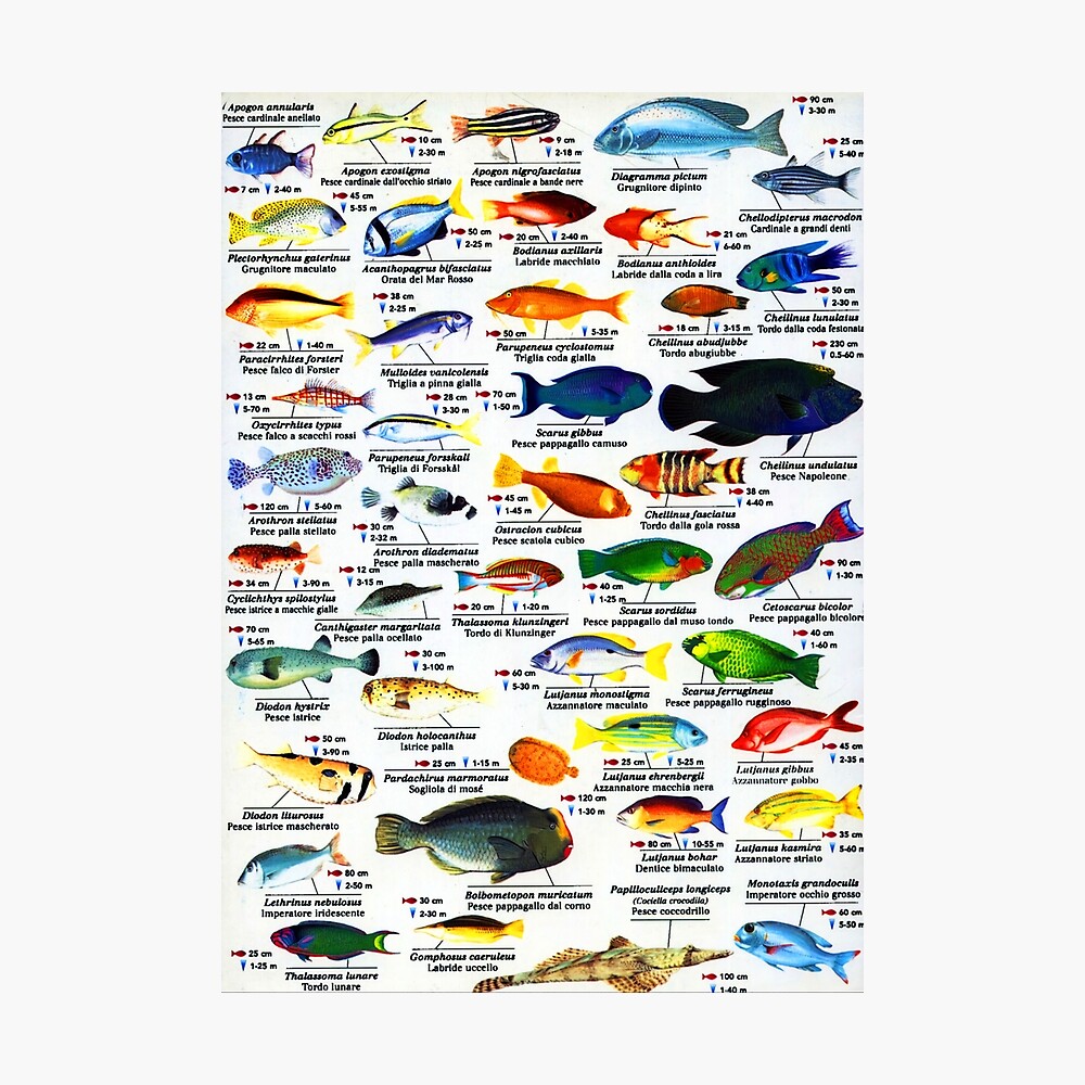 Sløset dessert snave The Most Relevant Of Red Sea Fish" Poster for Sale by Richaroung | Redbubble