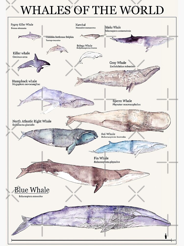 The Most Relevant Whales of the World Premium Matte Vertical Poster ...