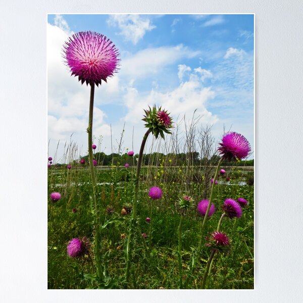 Artikelvorschau, Thistles At Sandusky Bay Trail entworfen und verkauft von dahlymama.