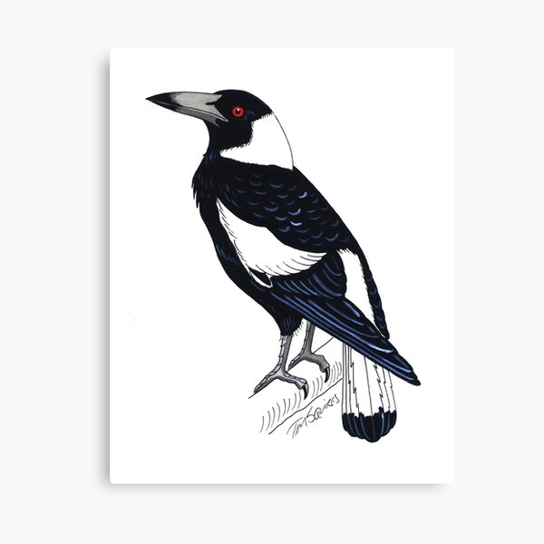 Magpie Canvas Print
