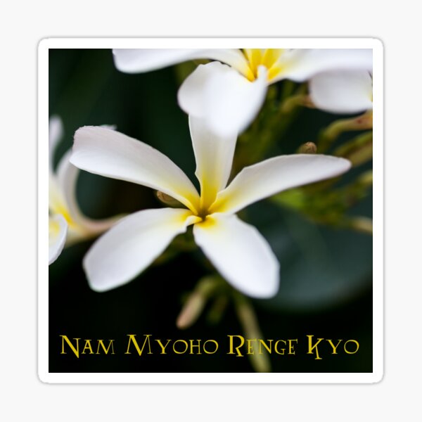 Frangipani Nam Myoho Renge Kyo Sticker