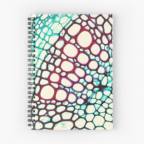 Item preview, Dicot stem vascular designed and sold by Delicarte.