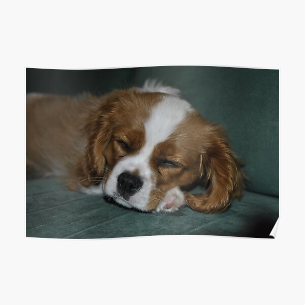 King Charles Pups Wall Art Redbubble