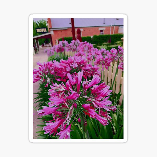 Agapanthus - One Sticker