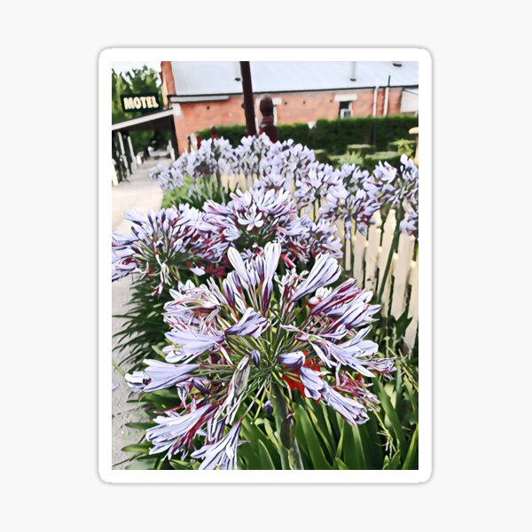 Agapanthus - Two Sticker