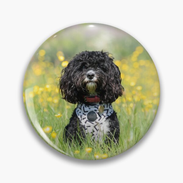 Item preview, Cavapoo in a Meadow designed and sold by Jane Stanley Photography.
