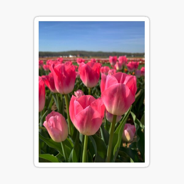 Item preview, Pink Tulips designed and sold by ExploreOutdoors.