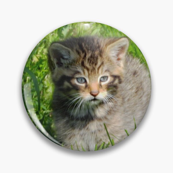Item preview, An Adorable Scottish Wildcat Kitten designed and sold by Karen Thomson.