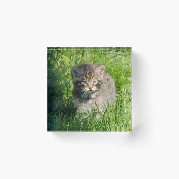 Item preview, An Adorable Scottish Wildcat Kitten designed and sold by Karen Thomson.