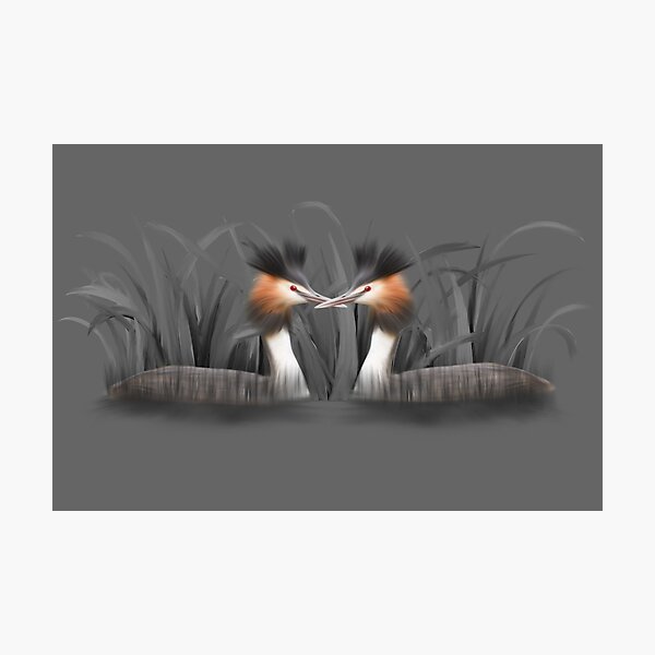 Great Crested Grebe Photographic Print