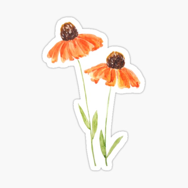 "two orange coneflowers watercolor " Sticker for Sale by ColorandColor