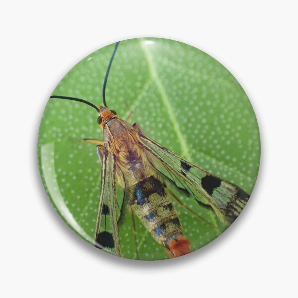 Item preview, Maple Callus Borer Moth designed and sold by TC-Has-Riddles.