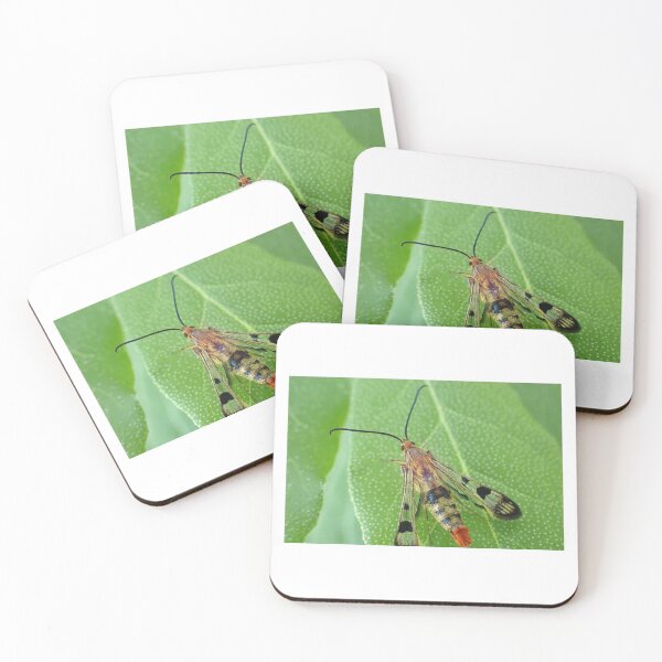 Item preview, Maple Callus Borer Moth designed and sold by TC-Has-Riddles.
