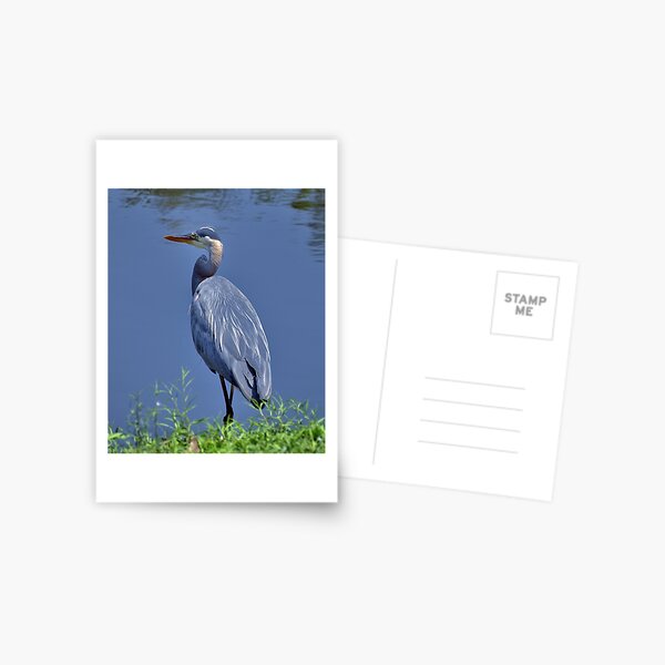 Item preview, The Great Blue Heron designed and sold by Lanis Rossi.