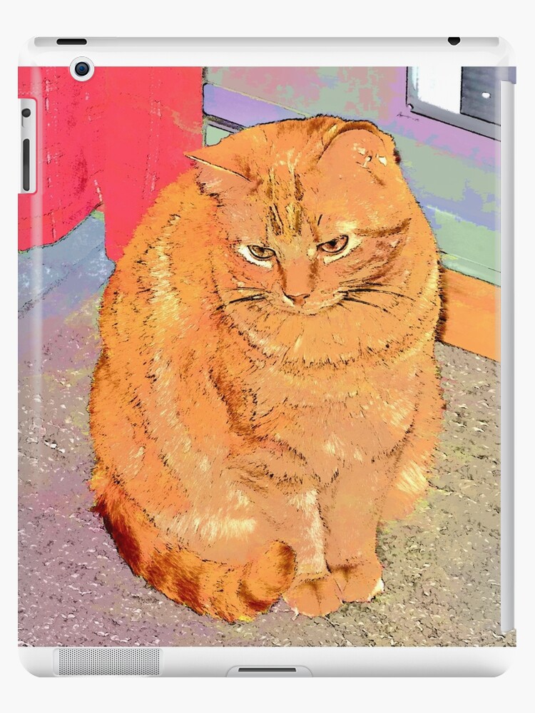 orange feral cat