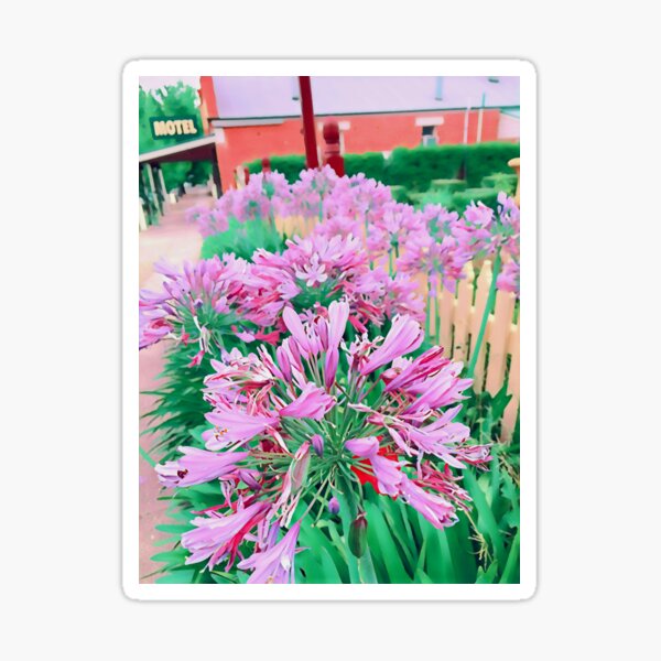 Agapanthus - Five Sticker