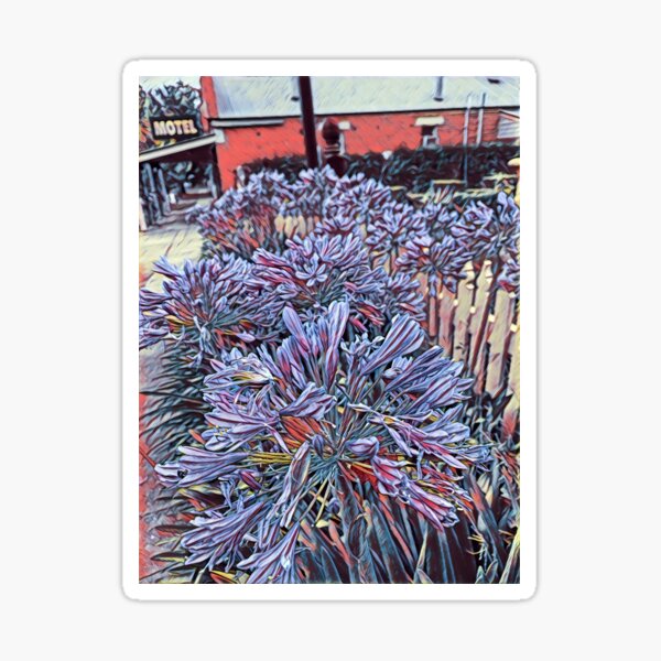 Agapanthus - Eight Sticker