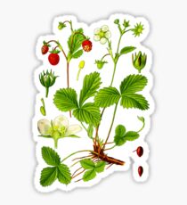 alpine strawberry Sticker