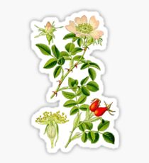 rosehip Sticker
