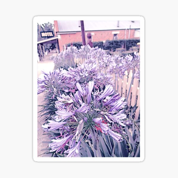 Agapanthus - Eleven Sticker