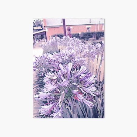Agapanthus - Twelve Art Board Print