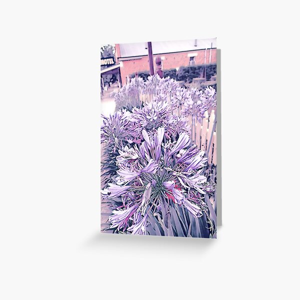 Agapanthus - Twelve Greeting Card