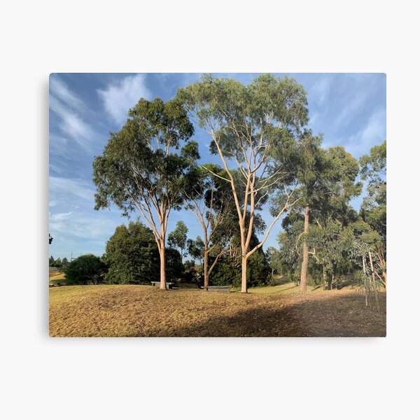 Australian Gum Trees - One Metal Print