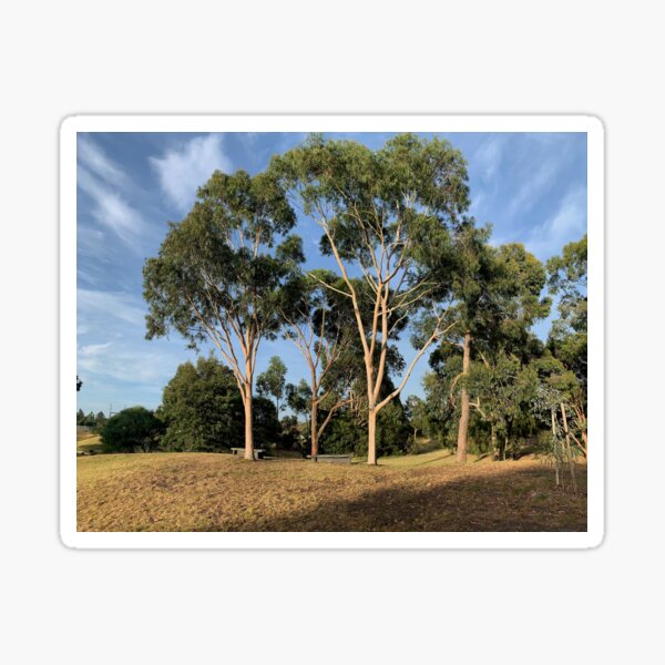 Australian Gum Trees - One Sticker