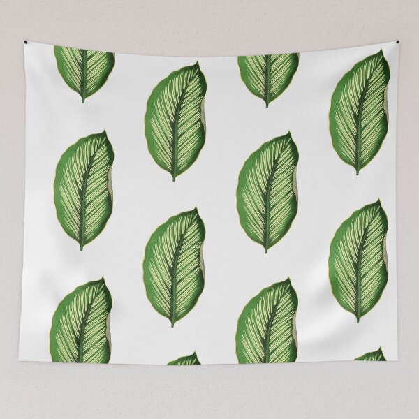 Item preview, Calathea Ornata Beauty Star - Rothschild designed and sold by chimakingthings.