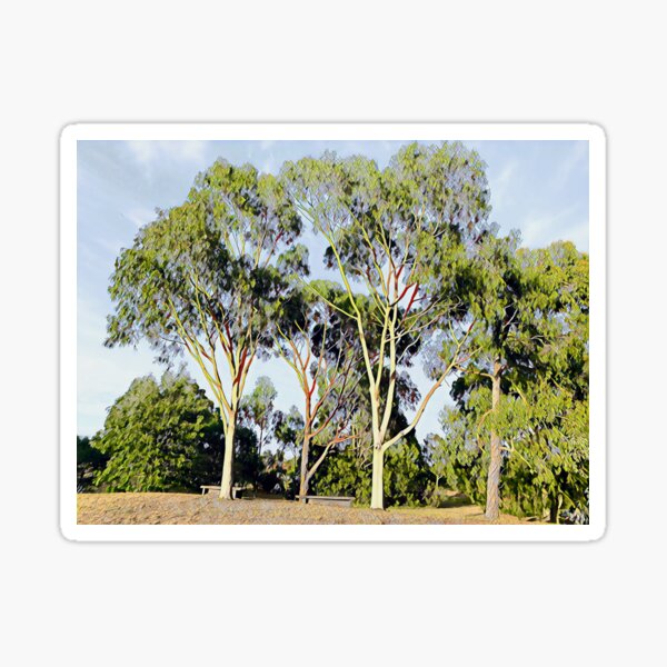 Australian Gum Trees - Seven Sticker