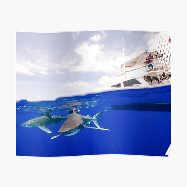 Oceanic White Tip Sharks Circle a Boat Poster