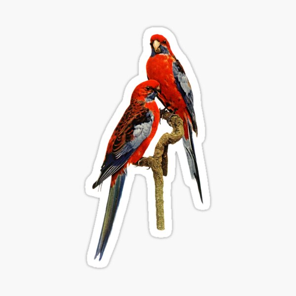 Item preview, FLEURIEU PENINSULA ROSELLA [Roufxis-Rb] designed and sold by RoufXis.