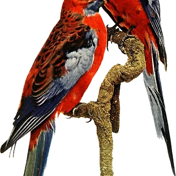 Artwork thumbnail, FLEURIEU PENINSULA ROSELLA [Roufxis-Rb] by RoufXis