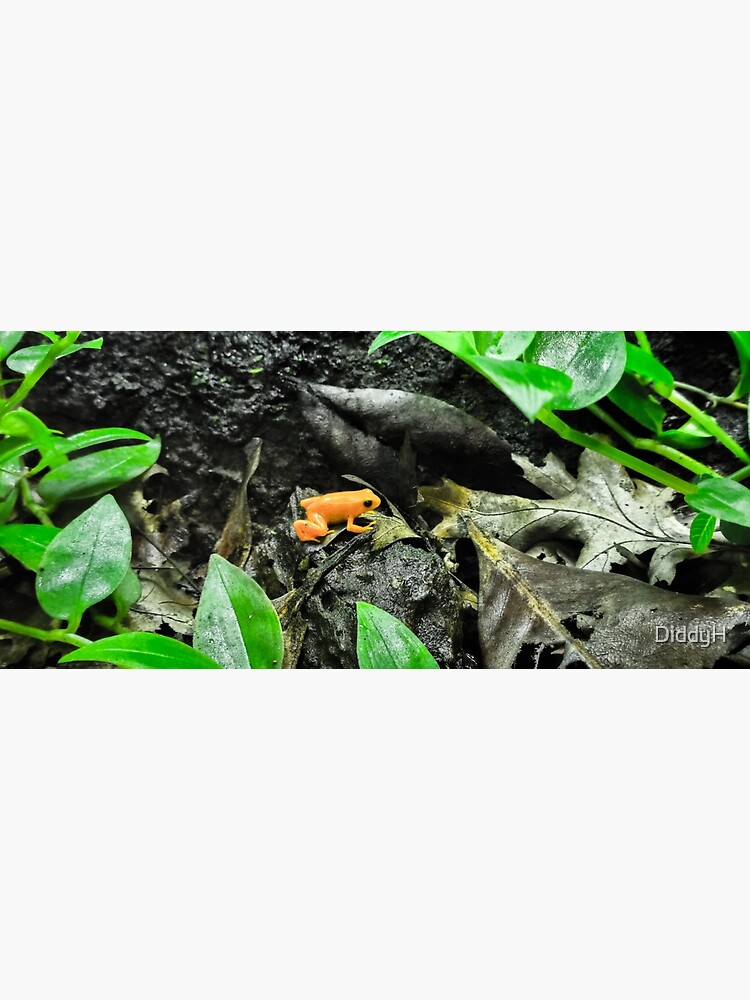 Golden Mantella Frog Poster By DiddyH Redbubble   Flat,750x,075,f Pad,750x1000,f8f8f8 