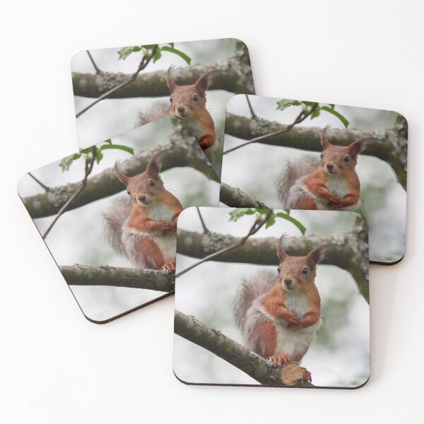 Item preview, On a windy day and between the dresses. Eurasian red squirrel designed and sold by Jouko Lehto Photography.