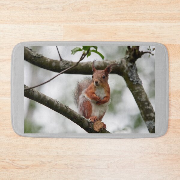 Item preview, On a windy day and between the dresses. Eurasian red squirrel designed and sold by Jouko Lehto Photography.