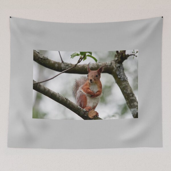 Item preview, On a windy day and between the dresses. Eurasian red squirrel designed and sold by Jouko Lehto Photography.