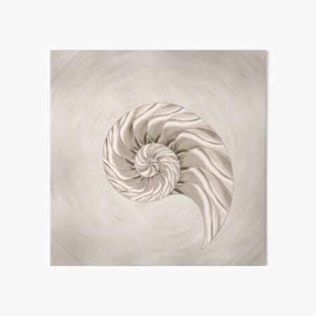 Nautilus Shell Wall Art Redbubble