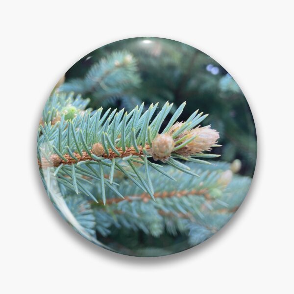 Item preview, Photo of the blue spruce in the front yard designed and sold by cariekelleher.