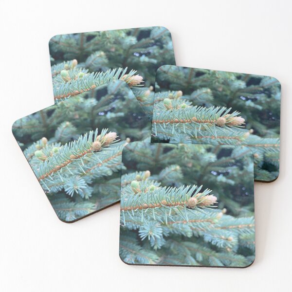 Item preview, Photo of the blue spruce in the front yard designed and sold by cariekelleher.