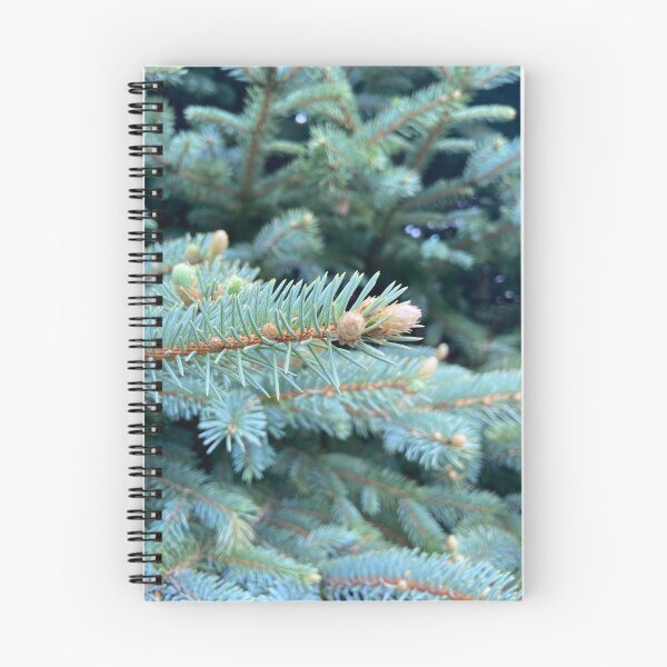 Item preview, Photo of the blue spruce in the front yard designed and sold by cariekelleher.